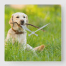 Search for stick clocks Animal