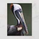 Search for wading bird Avian