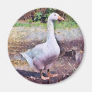 Search for poultry magnets Animals