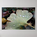 Search for drop leafs posters Rain