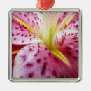 Search for stargazer lily decor Pink
