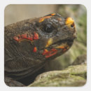 Search for tortoise labels Brown