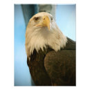 Search for eagle face posters Bald