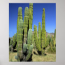 Search for mexican desert posters Nature