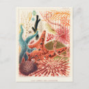 Search for echinoderm postcards Vintage
