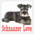 Search for miniature schnauzer stickers Puppies
