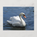 Search for mute postcards Swans