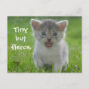 Search for fierce postcards Cat
