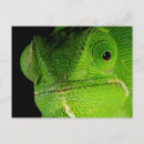 Search for flap postcards Close up