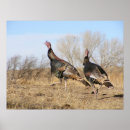 Search for turkeys posters Thanksgiving