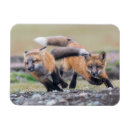 Search for pups magnets Animals in the wild