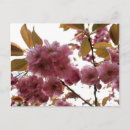 Search for malu postcards Flowers