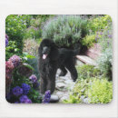 Search for toy dog mouse mats Miniature