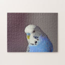 Search for budgie puzzles Parrot
