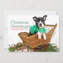 Search for boston terrier christmas cards Pets