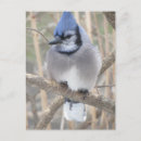 Search for blue jay postcards Canada