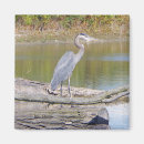 Search for heron magnets Animal