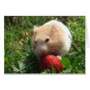 Search for hammy Rodents