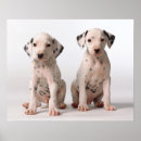 Search for dalmatian puppy posters Cute