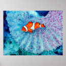 Search for clown fish art Watercolor