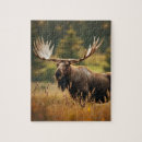 Search for moose puzzles Wildlife
