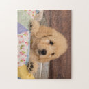Search for goldendoodle puzzles Animal