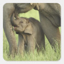 Search for asian elephant stickers Wildlife