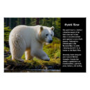 Search for spirit bear posters Nature
