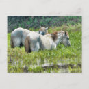 Search for amazon postcards Animals