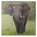 Search for herbivorous tiles Trunk