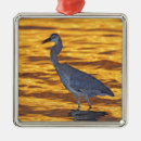 Search for great blue heron christmas tree decorations Florida