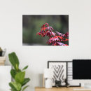 Search for maples posters Nature