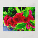 Search for cockscomb Flower