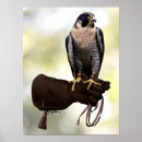 Search for peregrine falcon posters Illustration