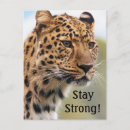 Search for wild leopard postcards Animals