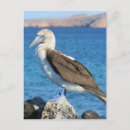 Search for booby postcards Ecuador