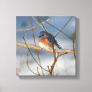 Search for bluebird photography Winter