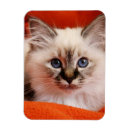 Search for birman cat magnets Kitten