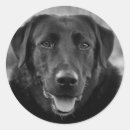 Search for labrador birthday stickers Retriever