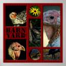 Search for yard posters Chicken