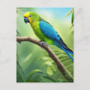 Search for blue parakeet postcards Parrot
