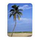 Search for tropical climate magnets Palm tree