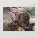 Search for ocelot postcards Cats
