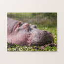 Search for hippo puzzles Endangered
