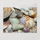 Search for pictures of shells postcards Seashells