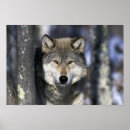 Search for canis posters Grey