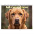 Search for fox red labrador gifts Retriever