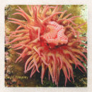 Search for scuba diving coasters Underwater
