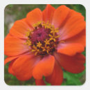 Search for zinnias stickers Orange