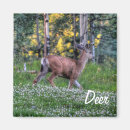 Search for deer buck magnets Wildlife